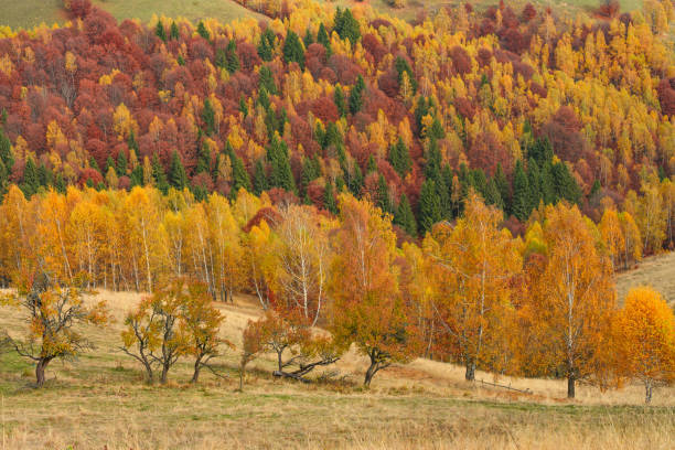 istock Autumn in Transylvania 2182454457