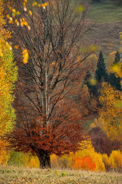 Autumn in the Thuringian Forest