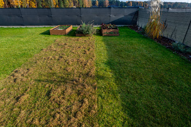 Scarifying the lawn before the winter season using an electric scarifier. stock photo
