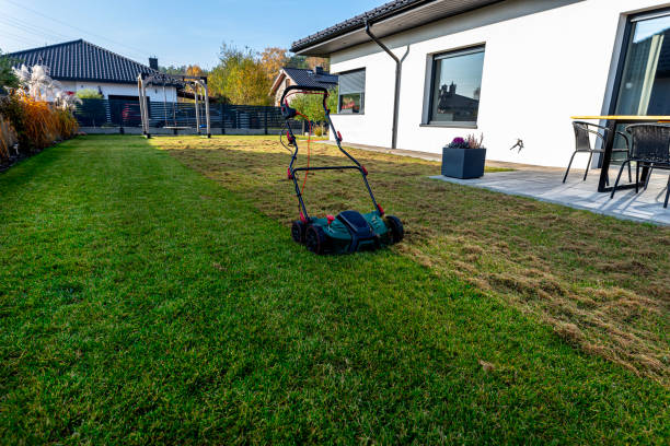 Scarifying the lawn before the winter season using an electric scarifier. stock photo