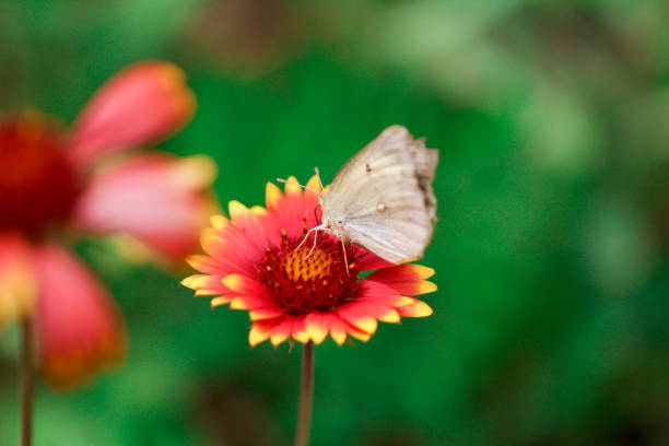 Gerbera flowers with exotic butterflies nice shot