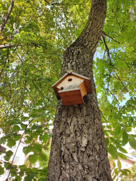 istock Wooden birdhouse on tree 2182459889
