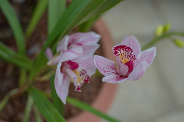 Orchid flowers in pale blush and light purple hues, with intricate red-speckled patterns on the petals. The background is softly blue-toned, adding contrast and enhancing the delicate textures. A dreamy, calm floral composition perfect for wellness, femininity, and nature visuals.