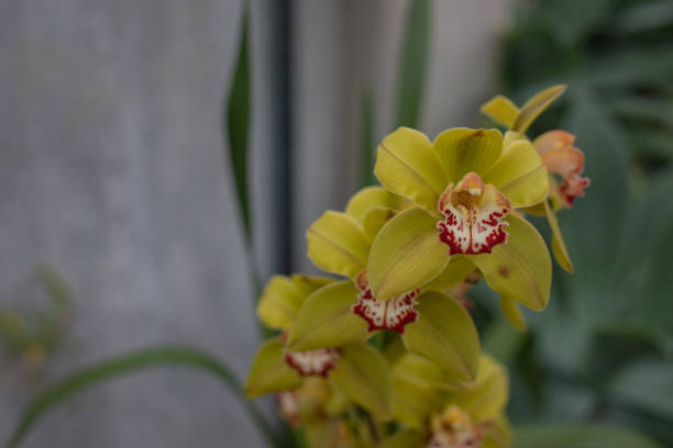 istock Kew Gardens in winter - Orchids 2182460420