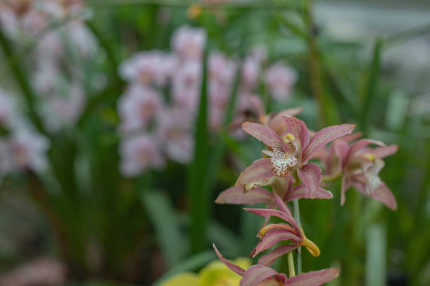 Kew Gardens. London. Winter. Orchids with background
