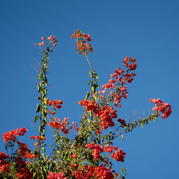A red flowered Bugonvillea Spectabilis plant on a sunny day, with clear blue sky in the background.