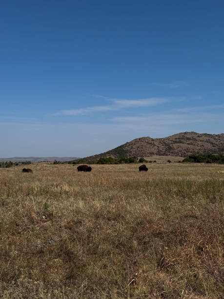 istock Wichita Mountains Wildlife Refuge 2182460715