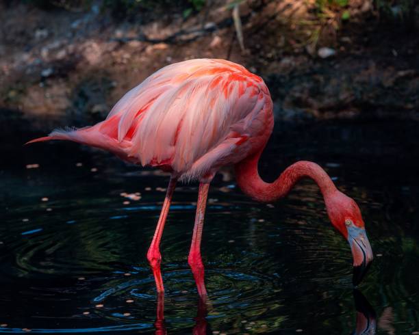 istock Vibrant flamingo drinking from a lake with a reflection and calm ripples 2182460940