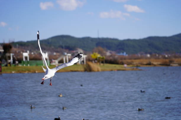 Capture seagulls flying in the air