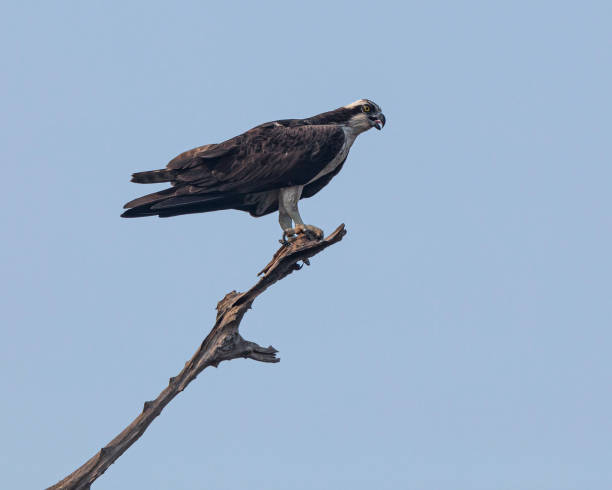 istock Osprey, Pandion haliaetus, on a dead tree trunk: Pantanal, Brazil 2182467198