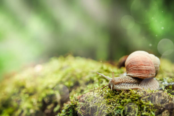 istock Big snail in shell crawling on stump covered with thick green moss in summer day with bokeh and sunbeams in garden, close up image. Common garden snail climbing on stump, edible snail or escargot. 2182468409
