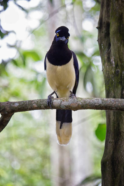 Common Magpie on a branch at  forest - Cyanocorax chrysops - Misiones Argentine