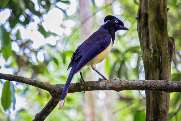 istock Common Magpie on a branch at  forest - Cyanocorax chrysops - Misiones Argentine 2182469107