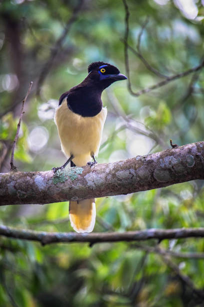 istock Common Magpie on a branch at  forest - Cyanocorax chrysops - Misiones Argentine 2182469137