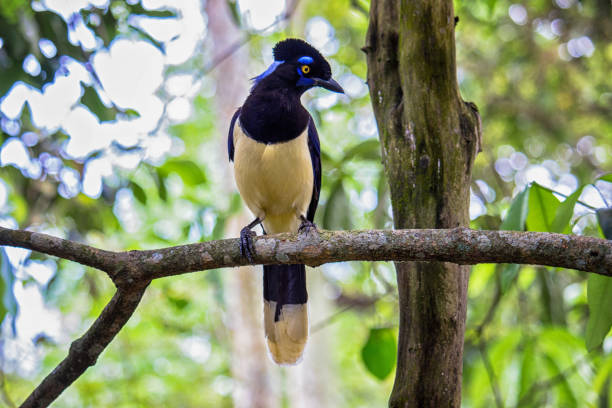 istock Common Magpie on a branch at  forest - Cyanocorax chrysops - Misiones Argentine 2182469418