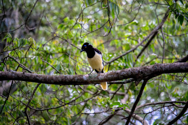 istock Common Magpie on a branch at  forest - Cyanocorax chrysops - Misiones Argentine 2182469435