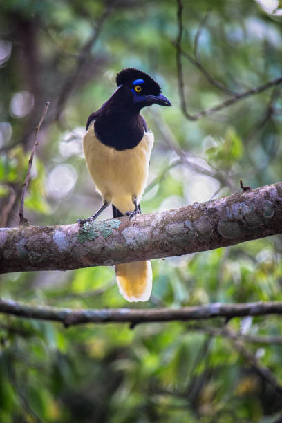 istock Common Magpie on a branch at  forest - Cyanocorax chrysops - Misiones Argentine 2182469443