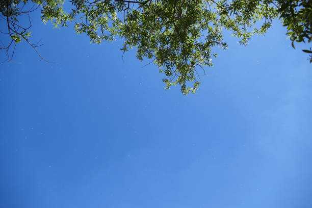 Allergic poplar tree pollens flying in the air in spring,