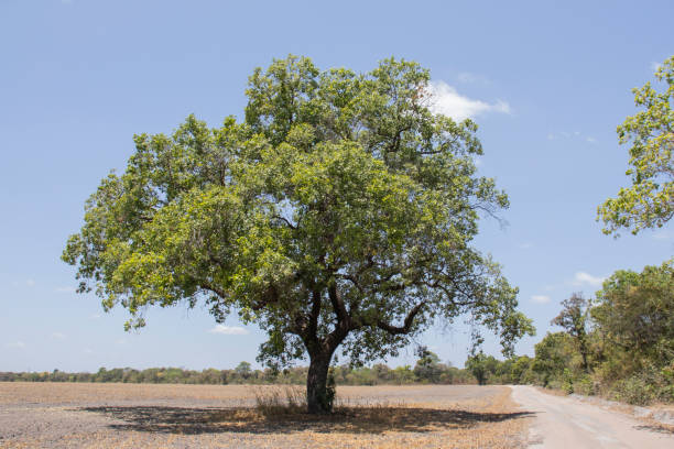 istock Pequi Tree (Caryocar brasiliense) Native to Brazil 2182470206