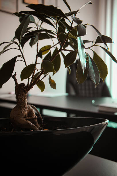 istock bonsai plant in the office 2182470414