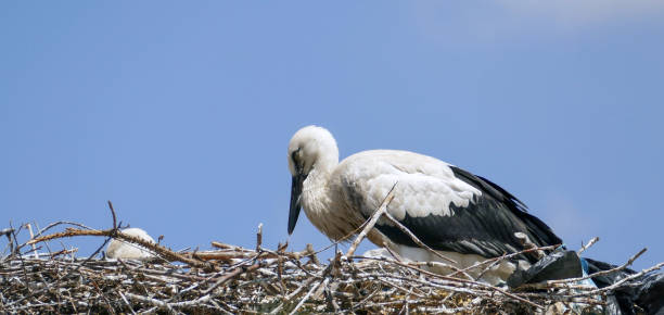 istock Storks returning to their nests in spring have built a nest on a pole in the settlement area, 2182470433