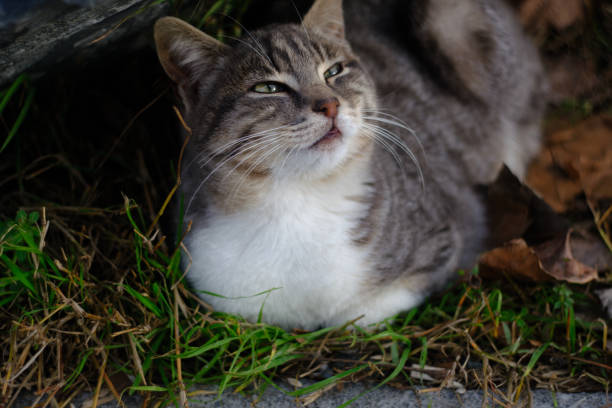 Man petting gray fat cat in garden close-up