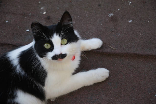 Man petting black and white fat cat in garden close-up