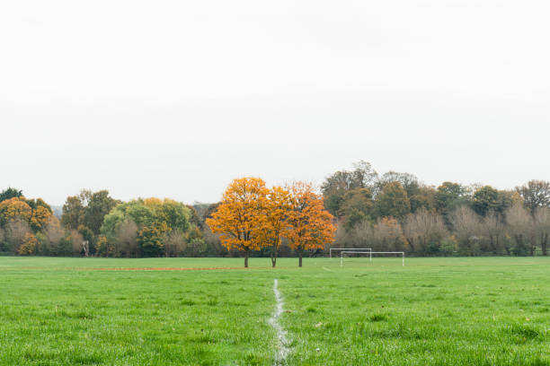 istock 3 small maple tree with beautiful autumn leaves in a middle of a field 2182472638