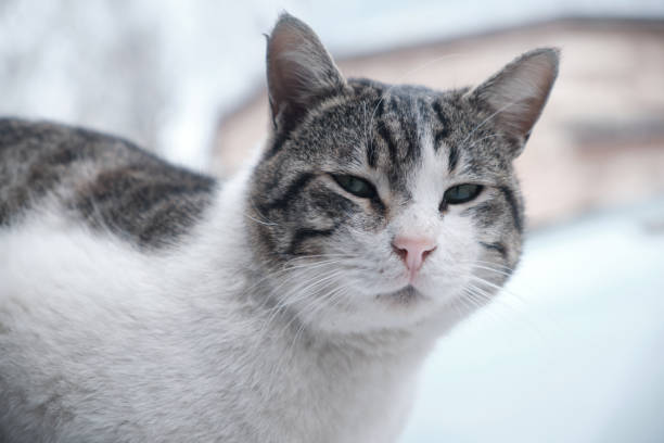 peeping cat