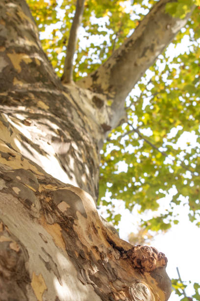 A close-up perspective of a tree trunk and bark with sunlight casting shadows across the surface. The background is filled with lush green leaves, creating a vibrant natural ambiance.