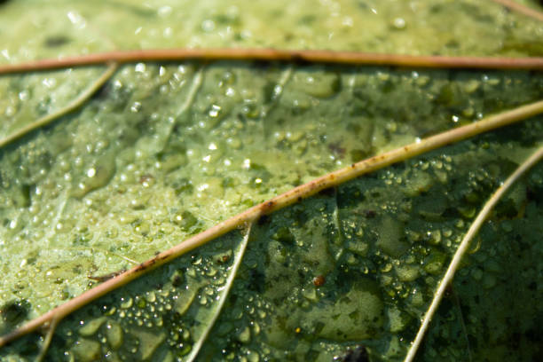 A close-up view of a leaf covered in dew droplets, illuminated by sunlight. The bright green surface and the glistening water add a refreshing touch to the natural scene.