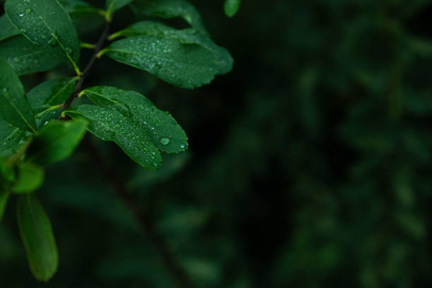A close-up shot of dark green leaves with morning dew drops, creating a tranquil and fresh ambiance. The dim lighting and focus on the dew convey a quiet, early morning atmosphere in nature.