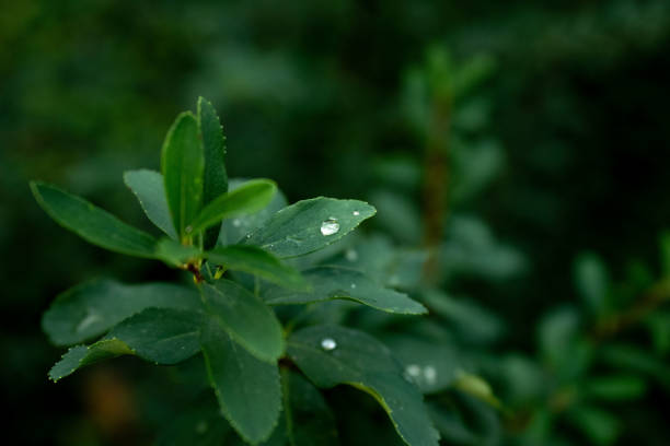 morning dew drop spring time season macro photography of foliage separate leaf textured narrow focus surface and dusk neutral background space