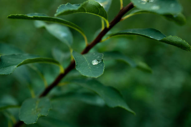 Close up macro detail photo of nature green leaf with drops of water. Macro shot of natural variegated tree leaves with small unique abstract detail and pattern.