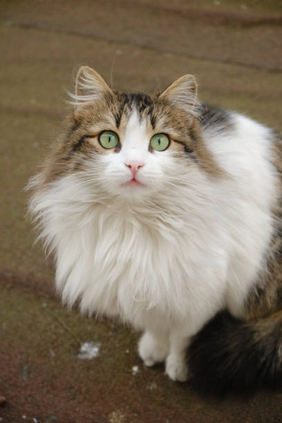 istock Man petting gray fat cat in garden 2182473457