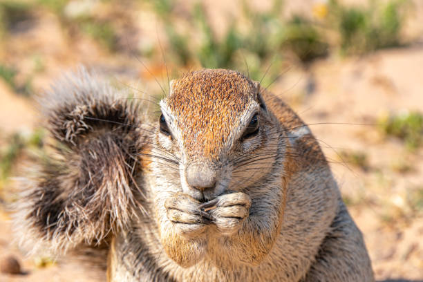 istock Cape ground squirrel in Kgalagadi Transfrontier Park, South Africa 2182474157