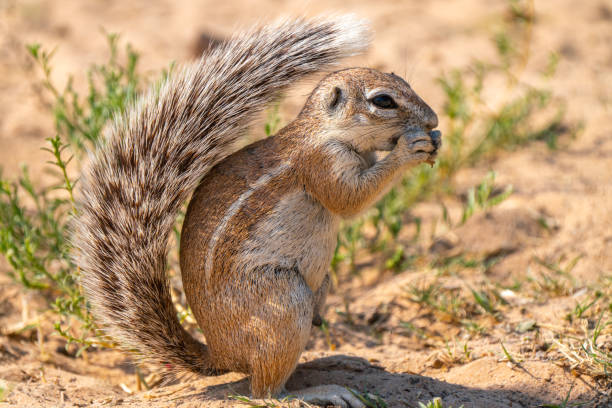 istock Cape ground squirrel in Kgalagadi Transfrontier Park, South Africa 2182474181