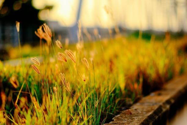 nature in big city