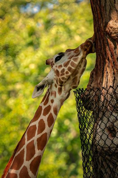 istock Giraffe reaching out to touch a tree branch. 2182476781