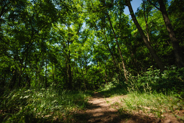 A narrow dirt trail winds through dense woodland, surrounded by lush green foliage and tall grasses. The scene is peaceful, shaded, and invites exploration into the depths of nature.