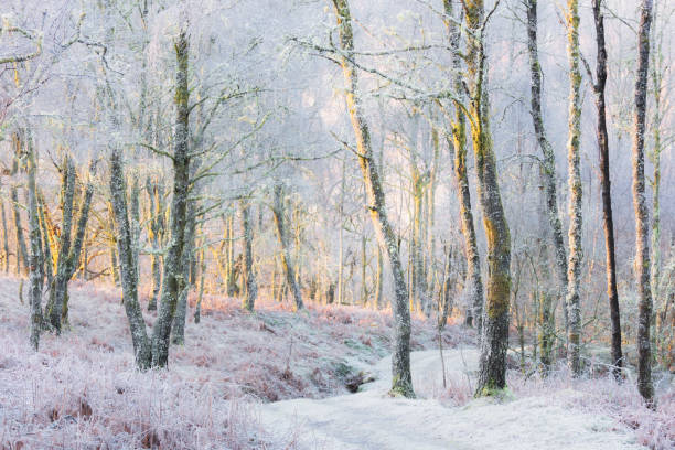 A sunny winters day with frosty trees on Cannock Chase