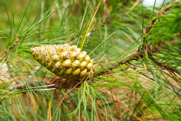 Beautiful large seed pine green cone on a branch of a wild coniferous evergreen tree close up