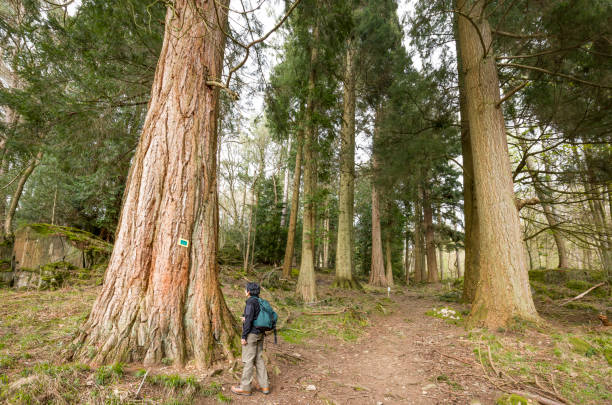 Indian woman looking at tallest grand fir in England. Gallery of Giants, Champion Tree Trail, Skelghyll Wood, Ambleside, Lake District, UK