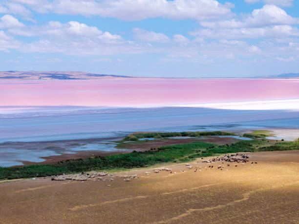 Flock of sheep grazing on the lake bed. Taken via drone. Konya, Türkiye.