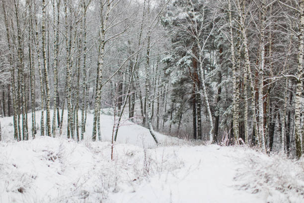 Free Stock Photo of Winter forest scene with snow-covered birch trees ...