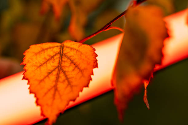 A leaf is shown in a close up with a red light in the background. The leaf is orange and has a slightly fuzzy appearance. The red light in the background creates a warm and cozy atmosphere