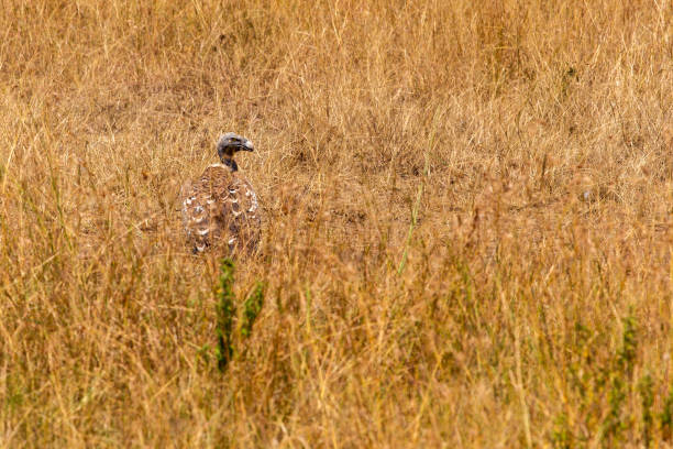 Ruppell's Griffon Vulture in wild