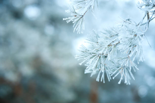 istock A branch covered in snow and ice 2182485853