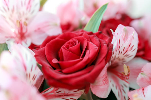 A red rose is surrounded by pink flowers. The rose is the main focus of the image, and it is the most prominent flower in the scene. The pink flowers are arranged around the rose, creating a beautiful