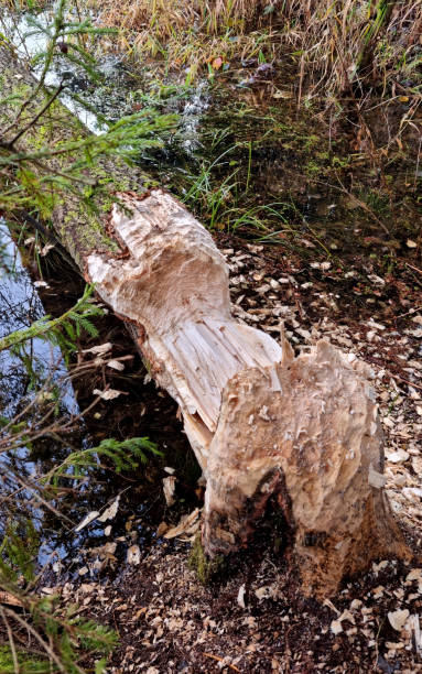 istock Fallen aspen. A thick aspen trunk, gnawed by a beaver, lies in the water. Selective focus 2182487083